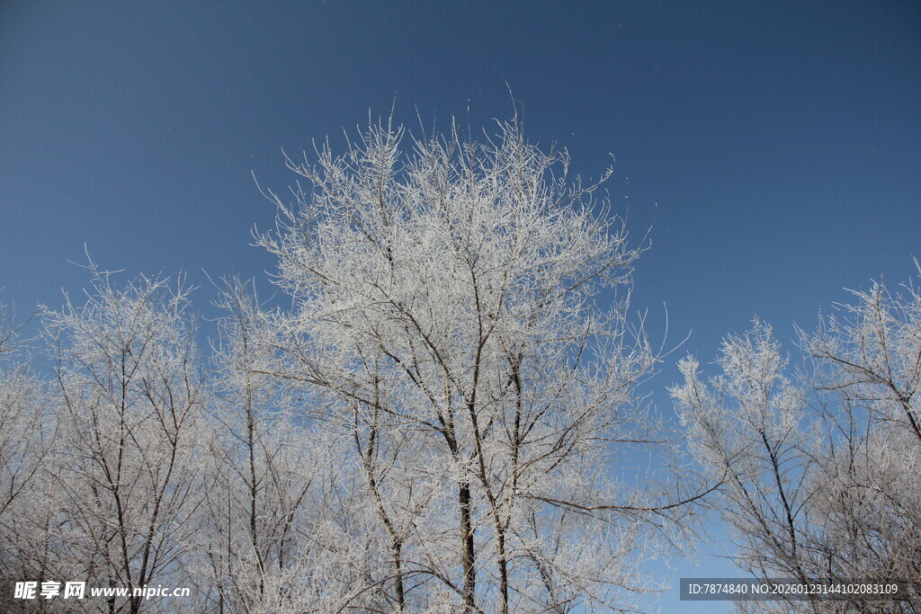 冬日雾凇树木美景