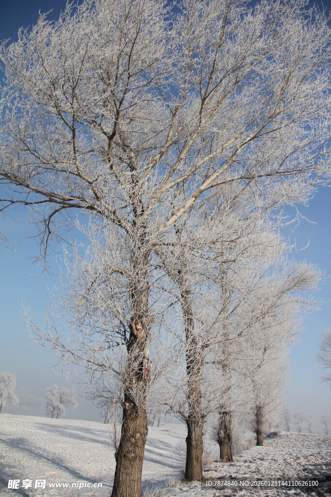 冬日雪覆树木美景