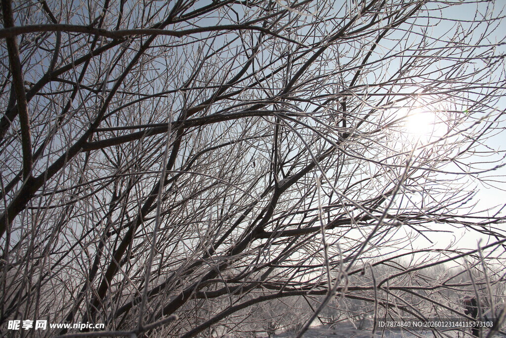 冬日光秃树枝与耀眼阳光