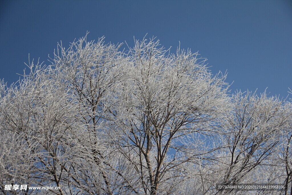 冬日霜覆树木美景