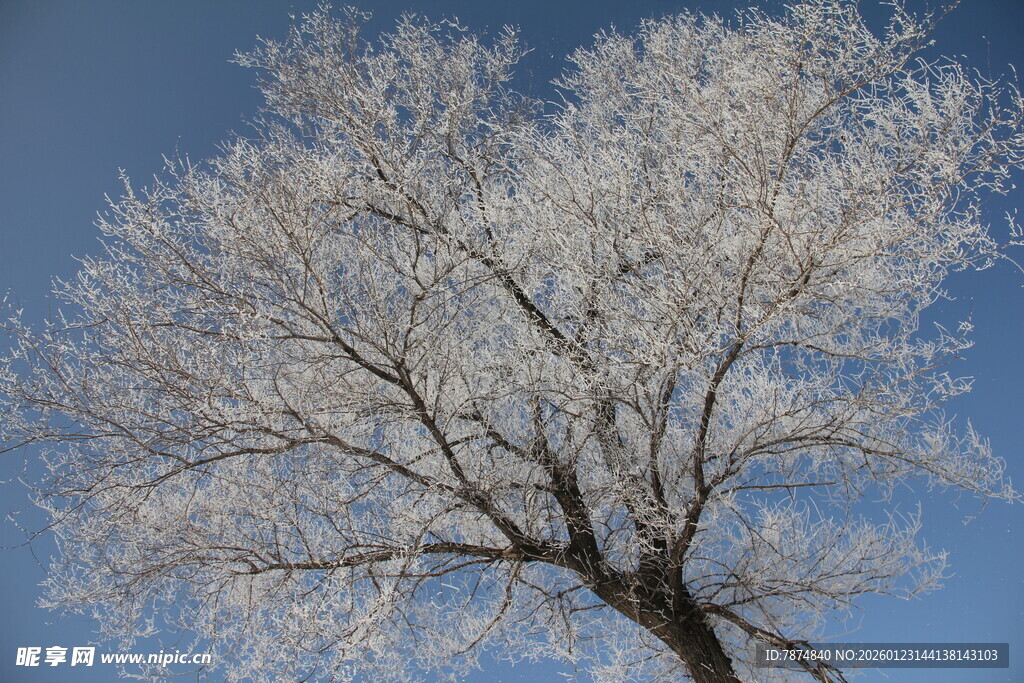 冬日银枝树 蓝天映美景