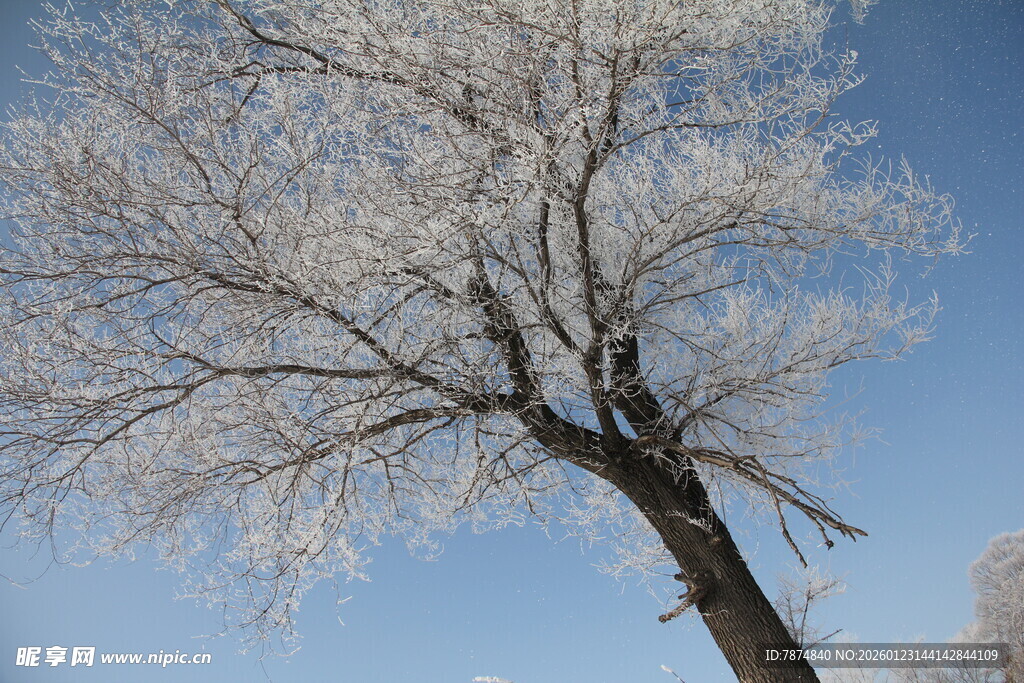 冬日银枝冰雪覆的树 长白山