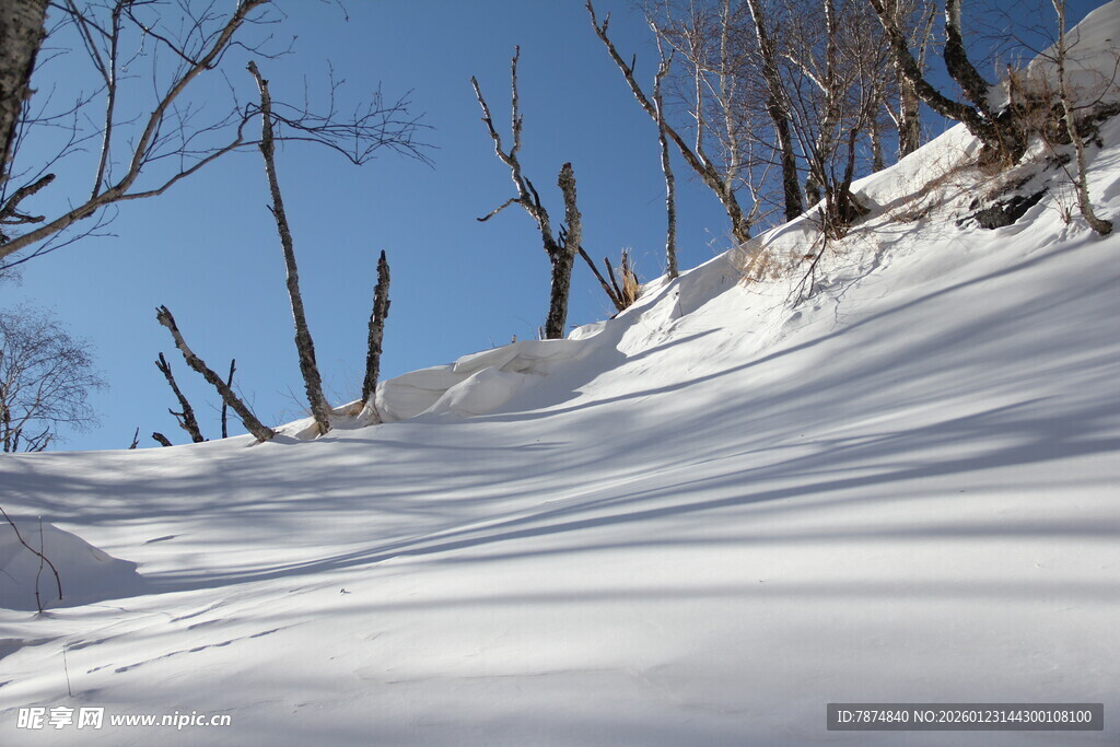 冬日雪坡 枯树挺立 长白山