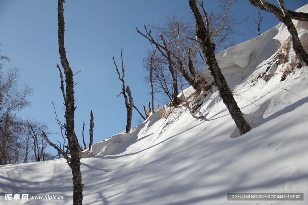 雪覆枯树的冬日景致 长白山