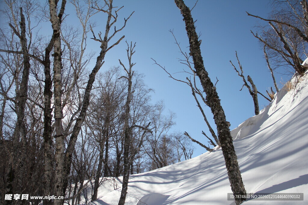冬日雪林景致 长白山