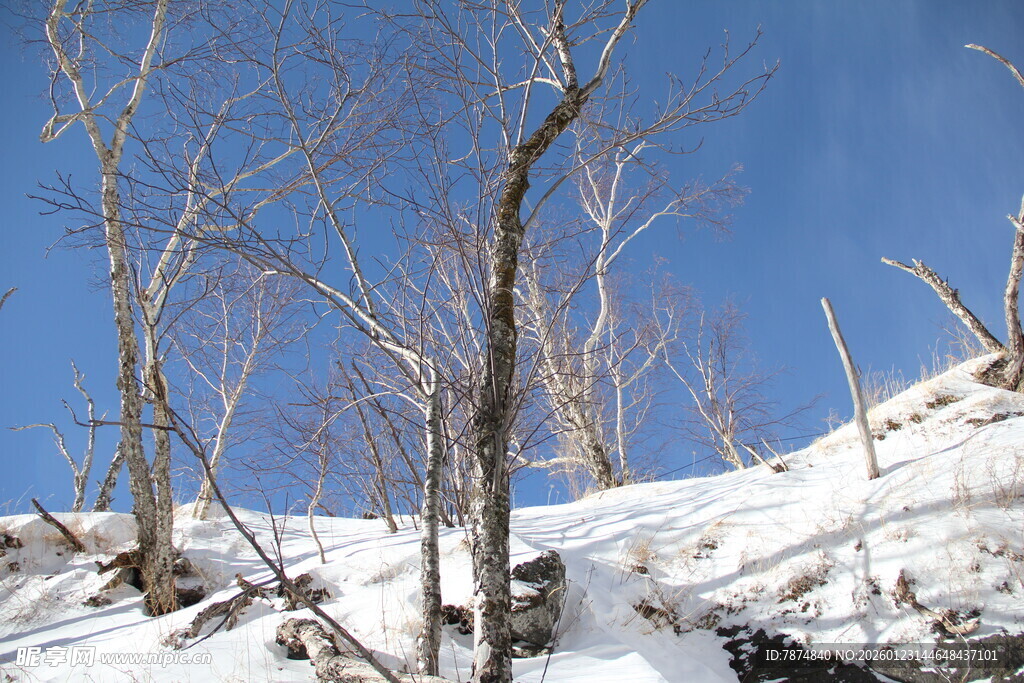 雪覆枯树的冬日山野景观 长白山