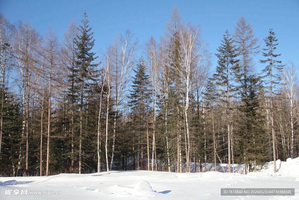 冬日雪林景观 长白山