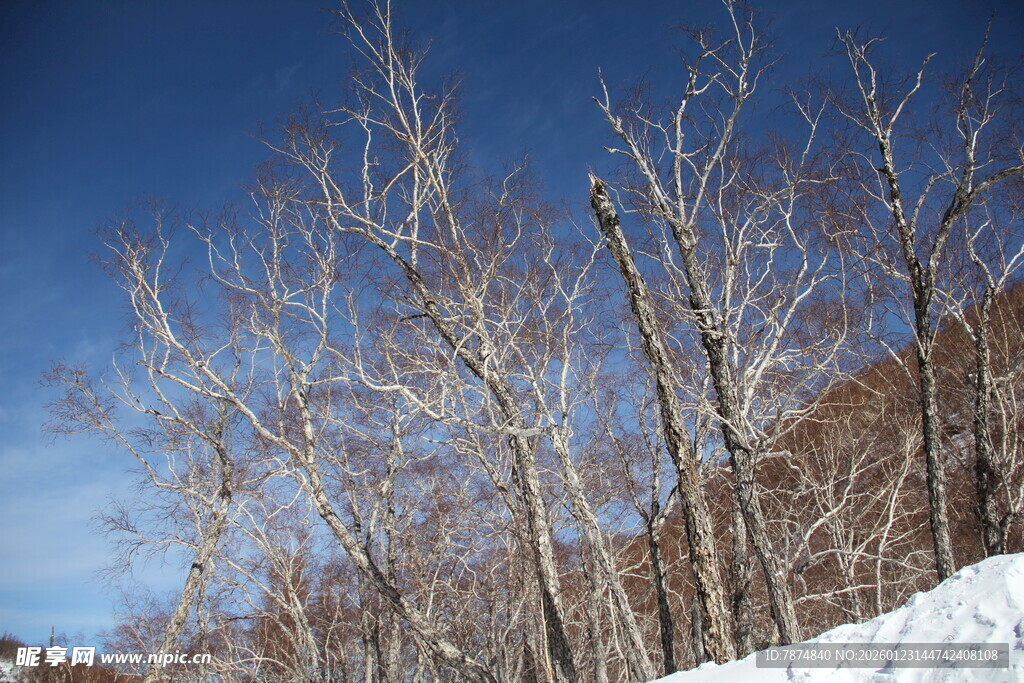 冬日枯树雪景 长白山
