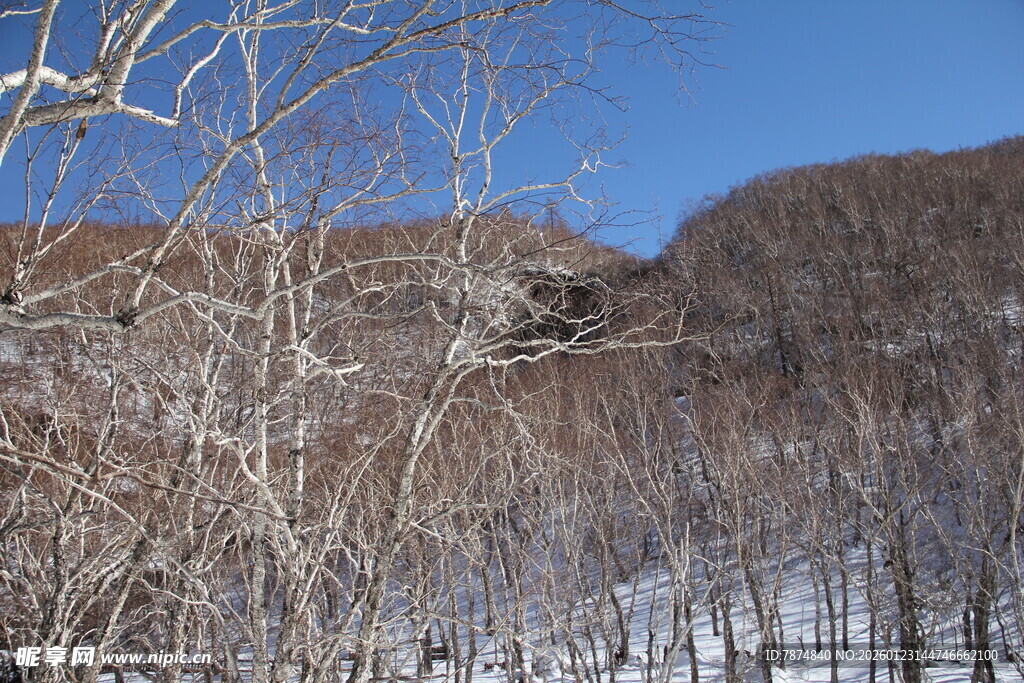 冬日雪覆山林景致 长白山