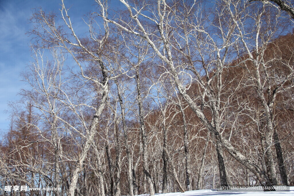 冬日雪林 枯树挺立 长白山