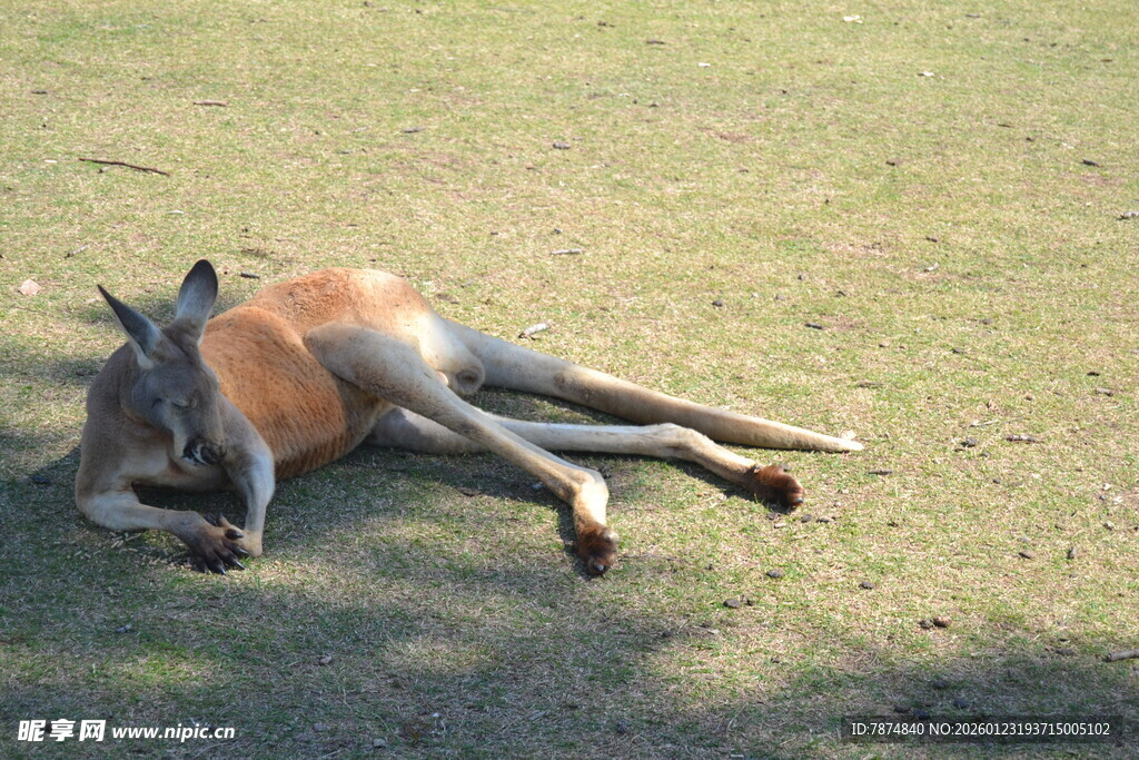 草地上休憩的袋鼠