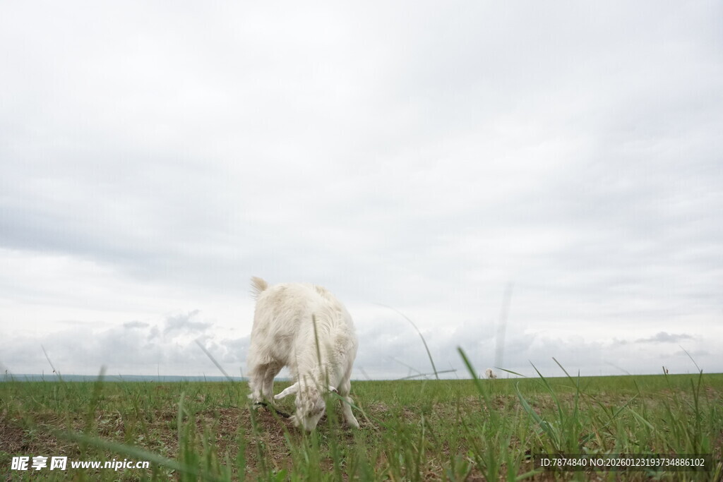 草原上的白色骏马