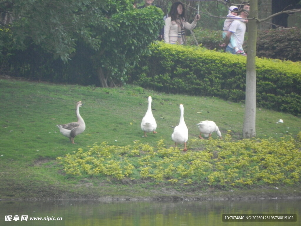 湖畔白鹅漫步于绿植间