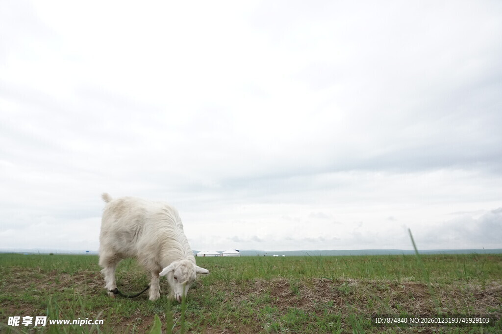 草原上的白色山羊