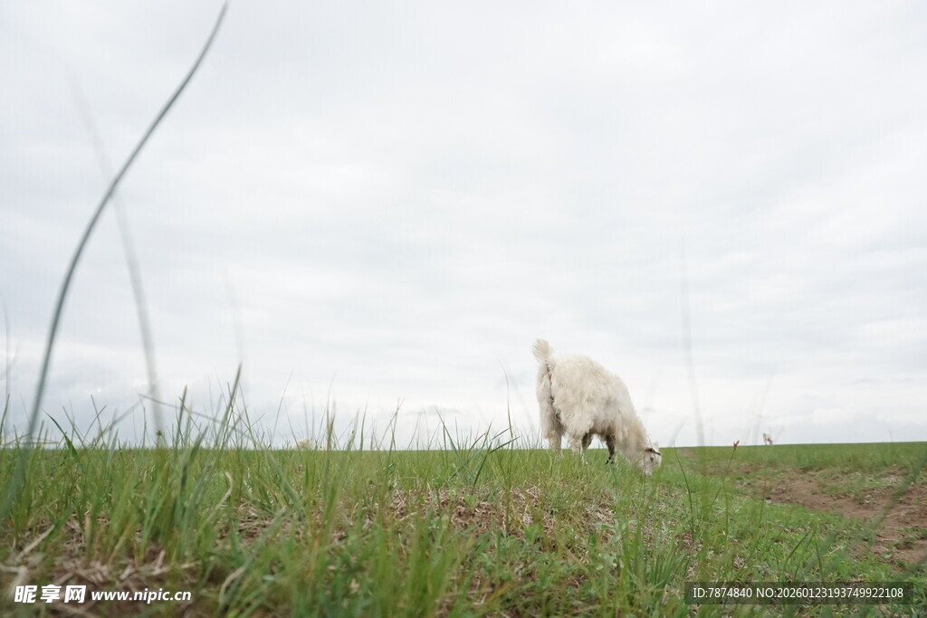 草原上的孤独小羊羔