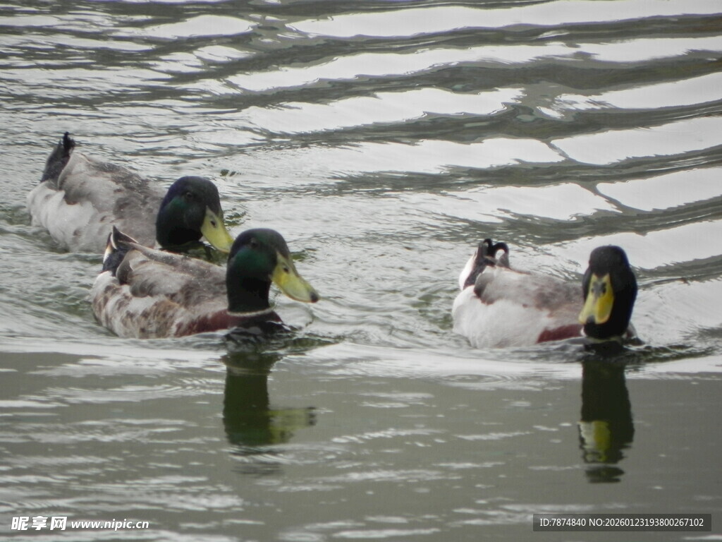 水面上嬉戏的一群绿头鸭