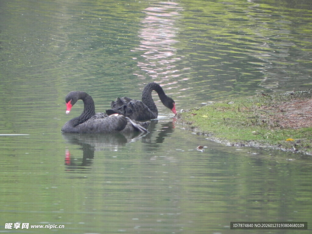 水中双鸟相依相伴