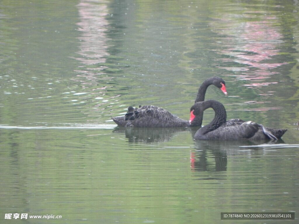 湖面上的两只黑天鹅