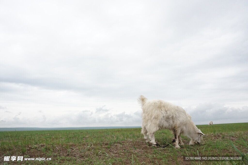 草原上的白羊