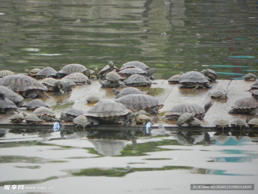 一群乌龟在水边聚集