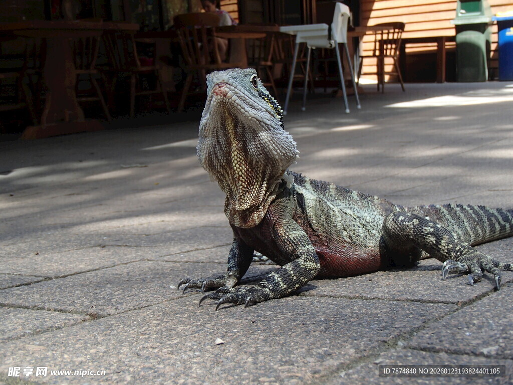 户外休憩的蜥蜴