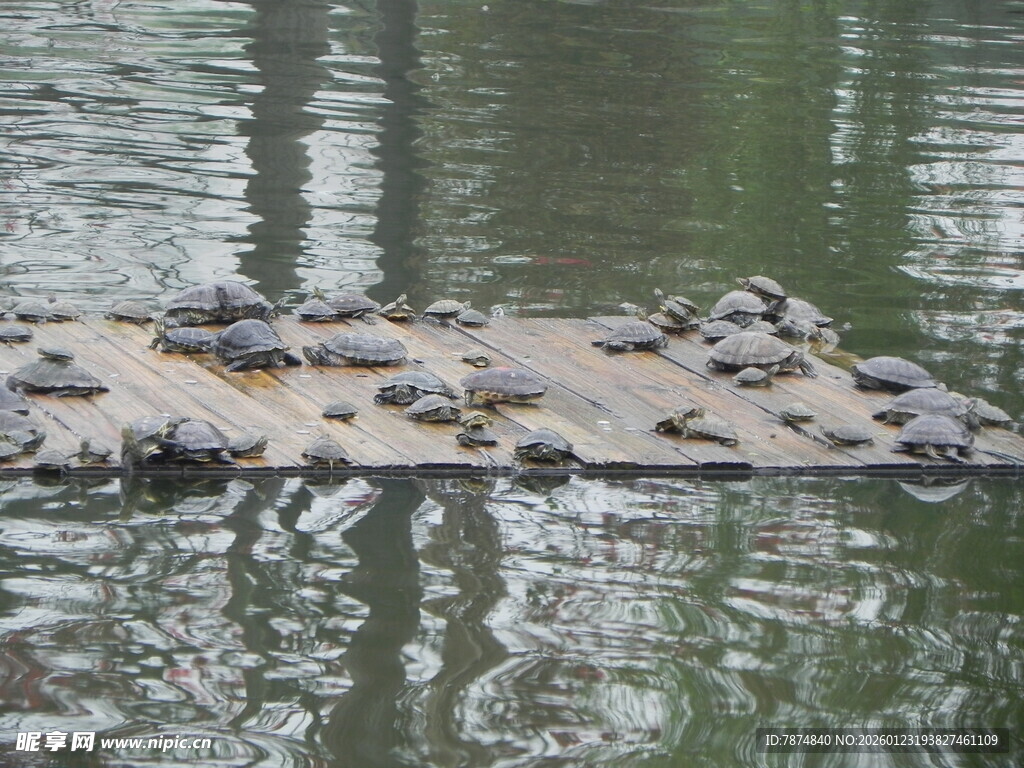 木筏上的乌龟群