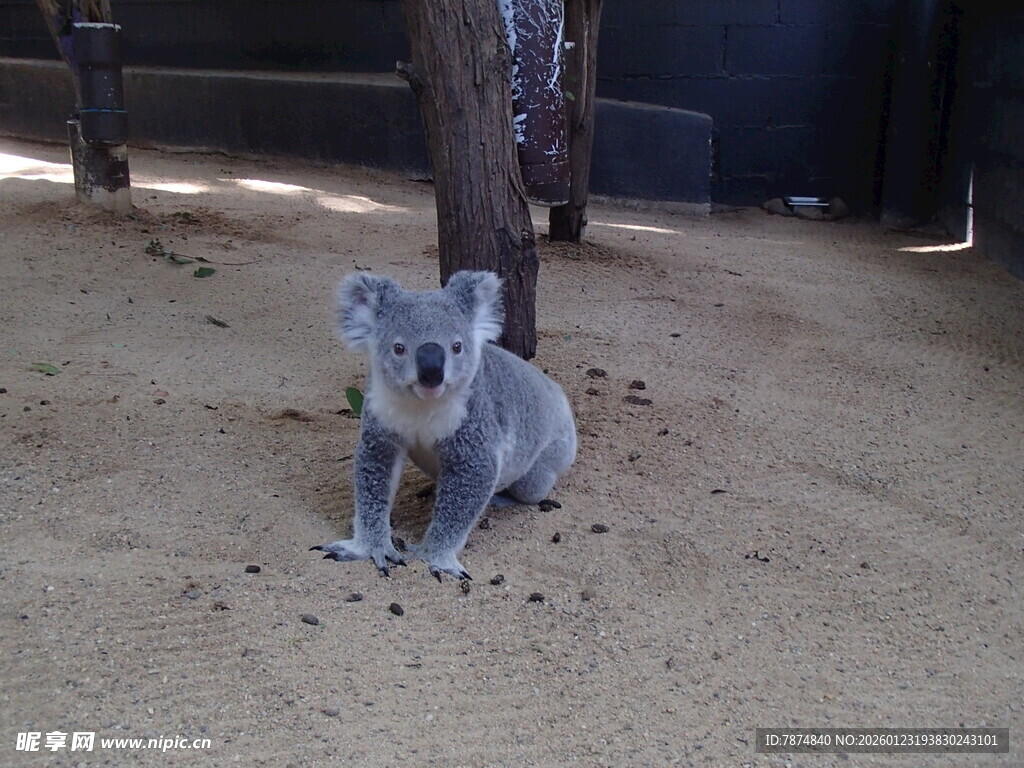 树下坐着的可爱考拉