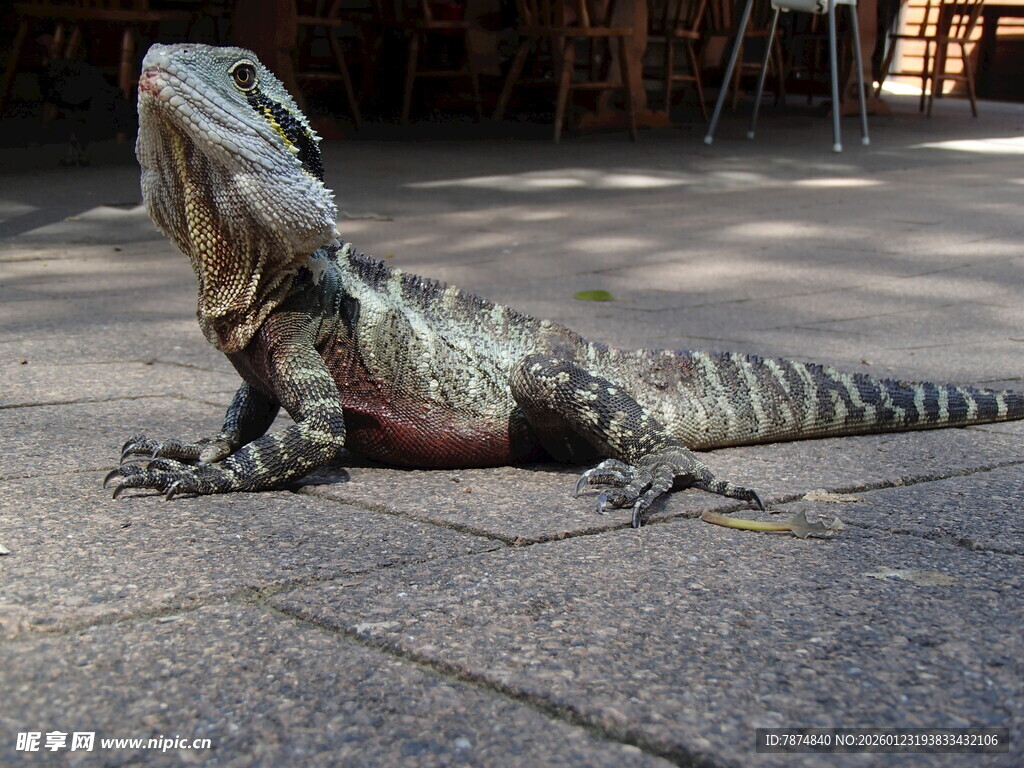 户外休憩的蜥蜴