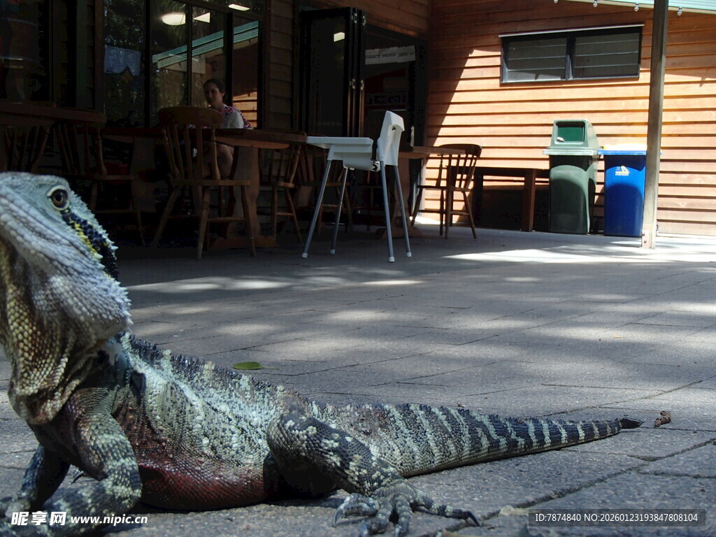 户外逼真的蜥蜴雕塑