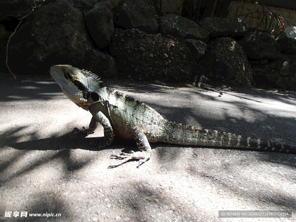 阳光下的绿鬣蜥