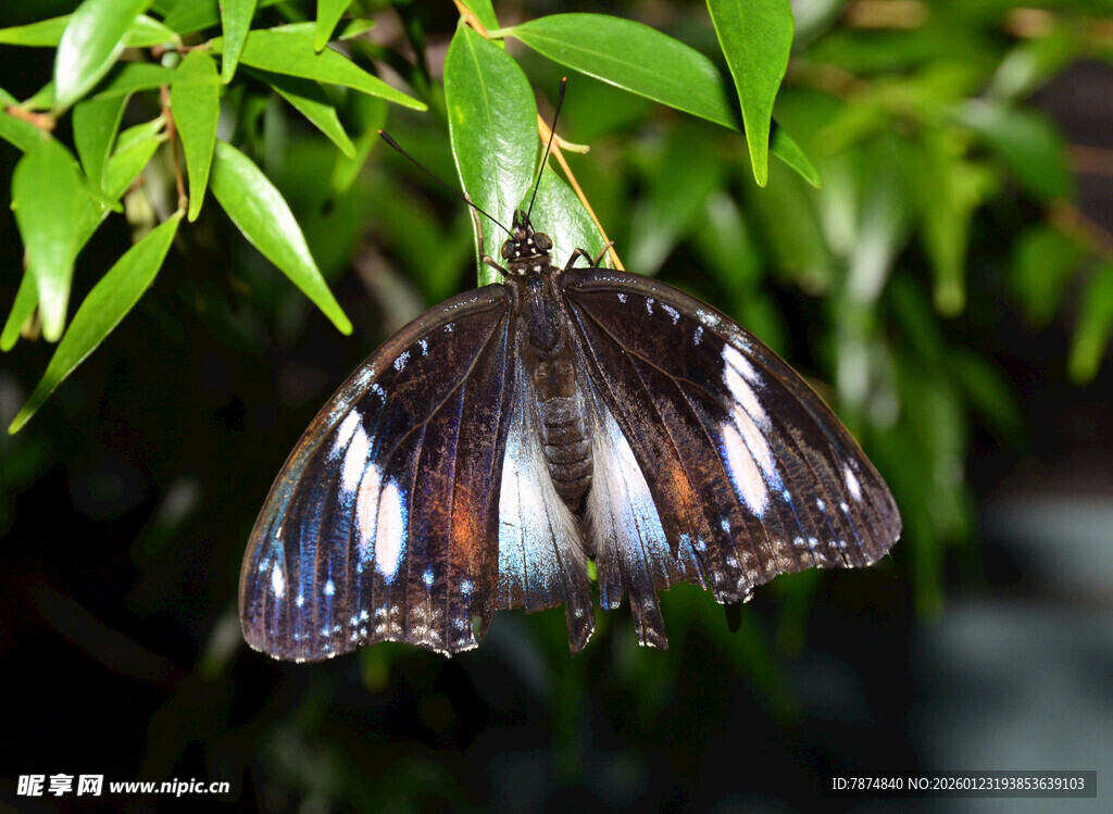 绿叶间的斑斓蝴蝶