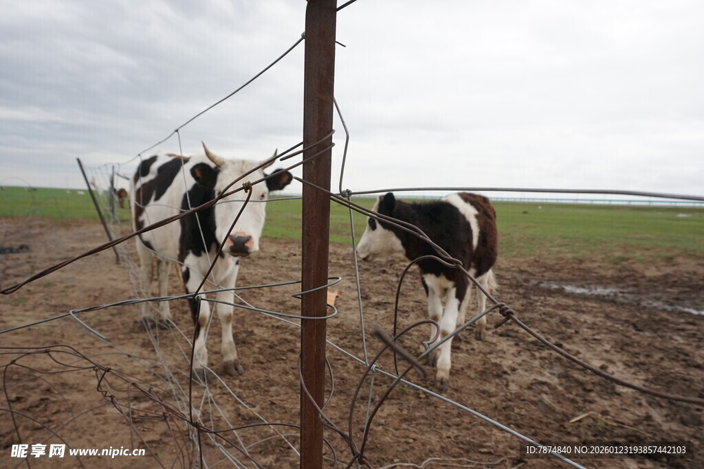 围栏边的黑白花奶牛