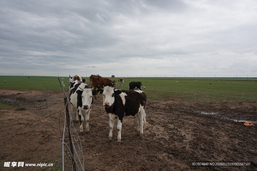 田野中的几头奶牛
