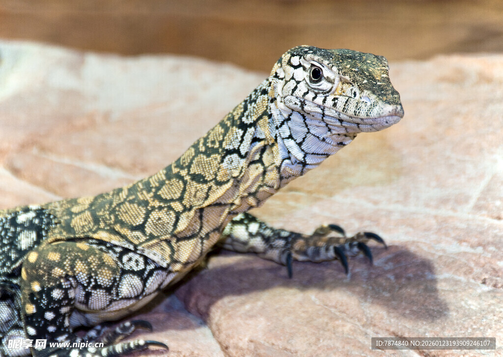 花纹蜥蜴特写