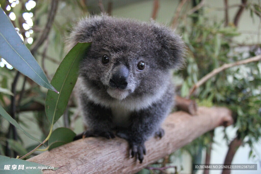可爱考拉栖息枝头