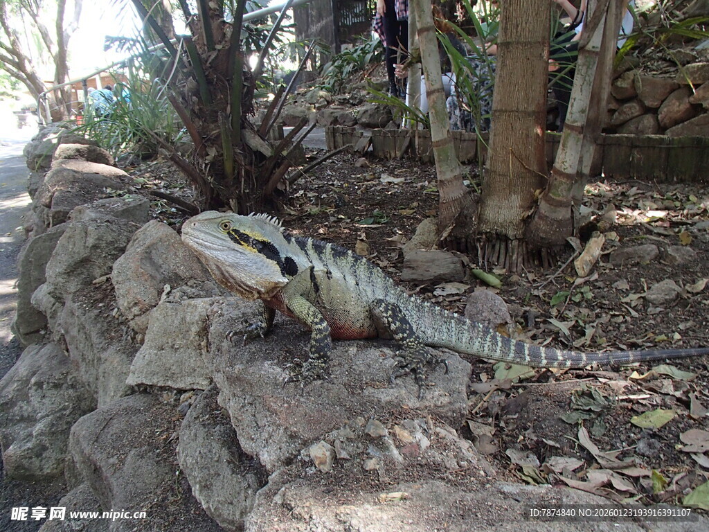 岩石上的多彩蜥蜴