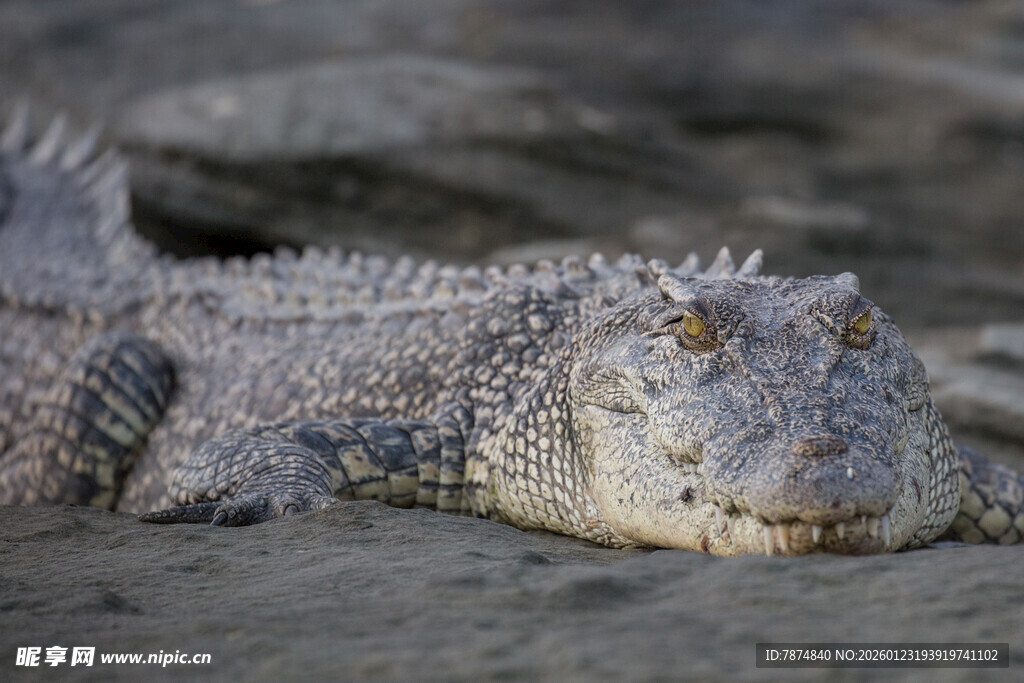 岸边休憩的鳄鱼
