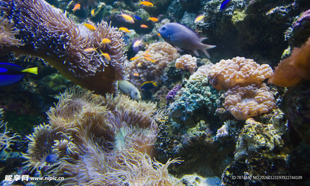 海底斑斓珊瑚景观