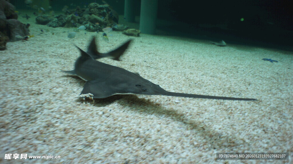 海底游动的黑色魟鱼