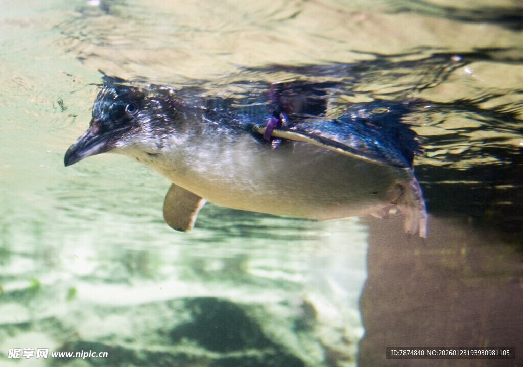 水中畅游的可爱小企鹅
