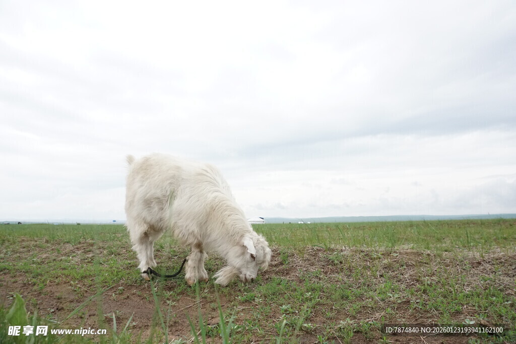 田野中亲昵互动的两只白狗