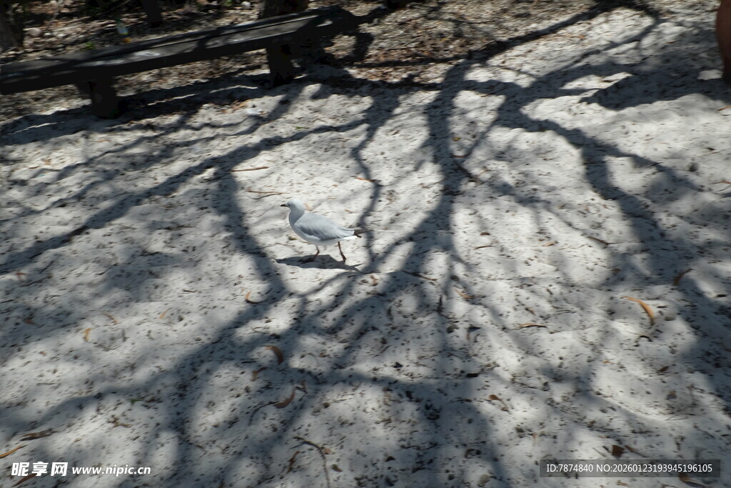 地面上斑驳的树枝阴影