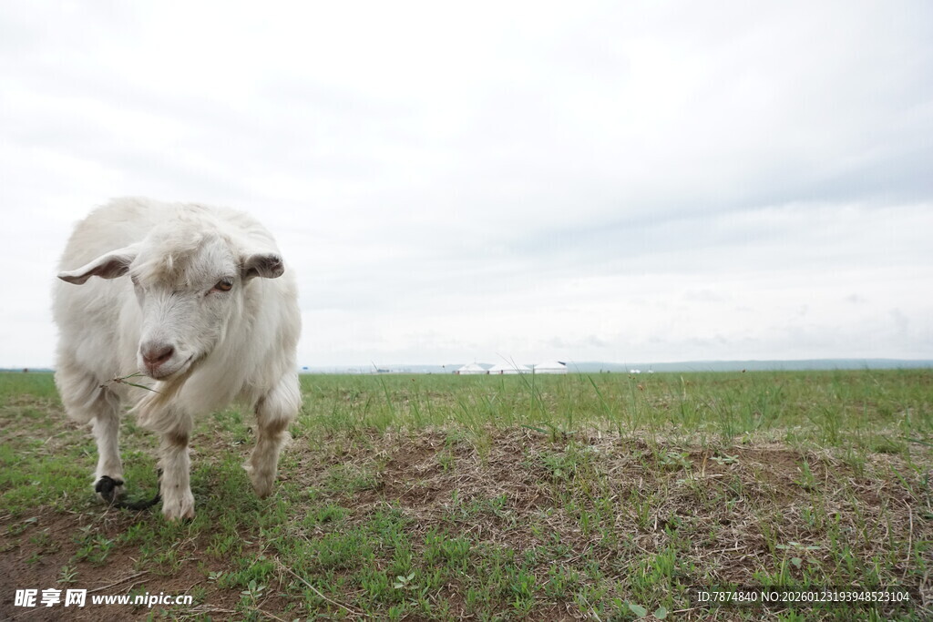 田野中的白色绵羊