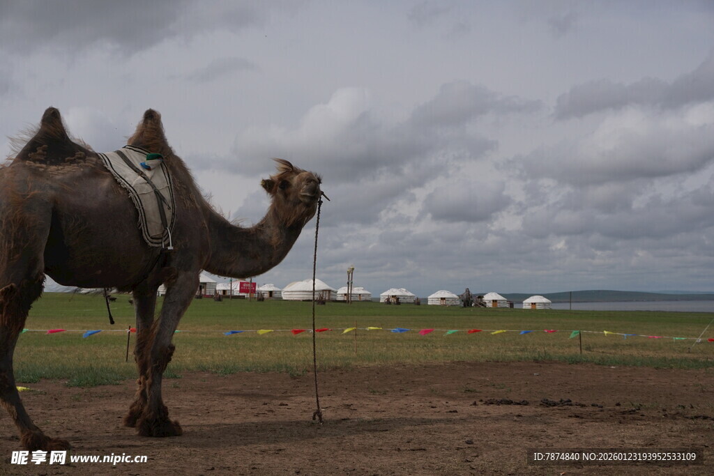 草原上的骆驼