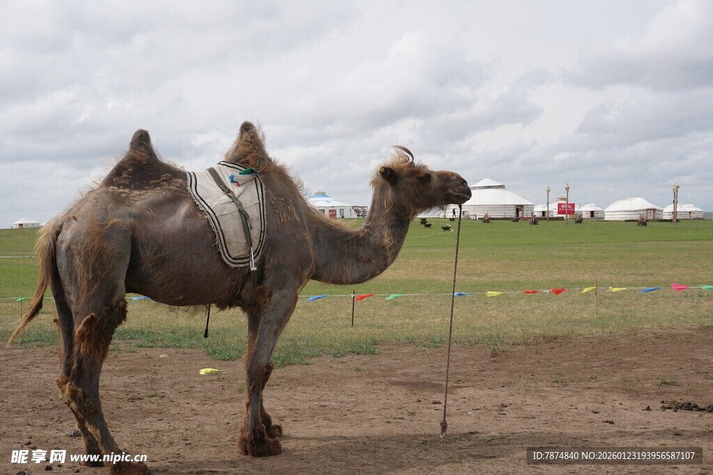 草原上的骆驼