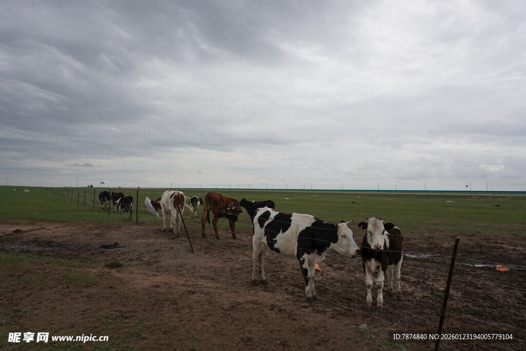 草原上的黑白花奶牛群