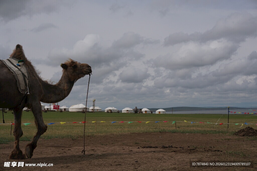 草原上行走的单峰骆驼