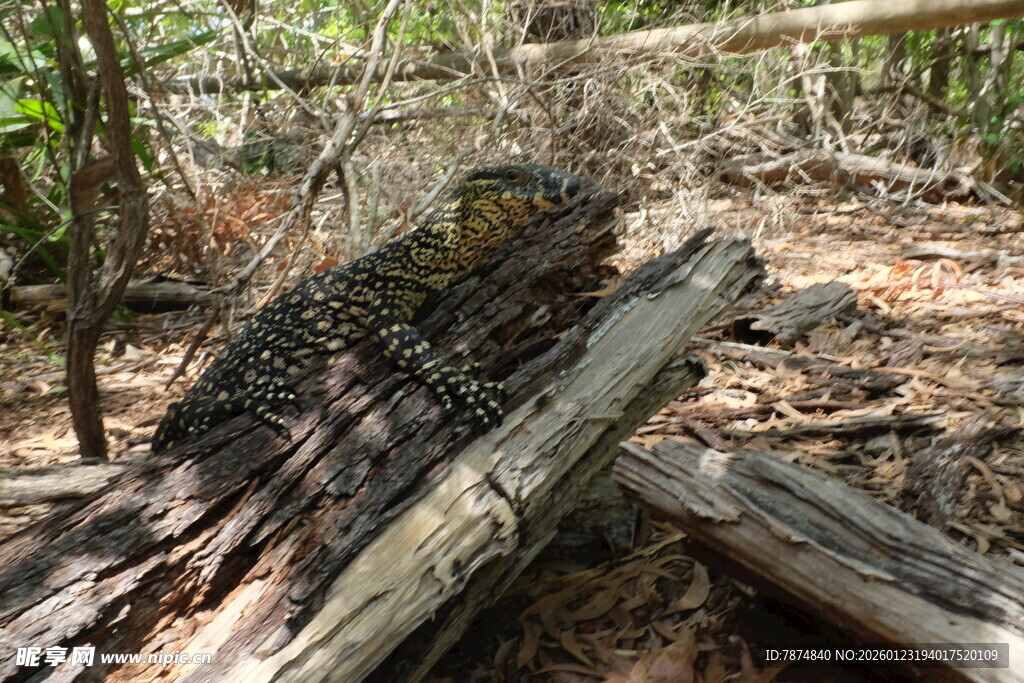 森林中栖息的蜥蜴