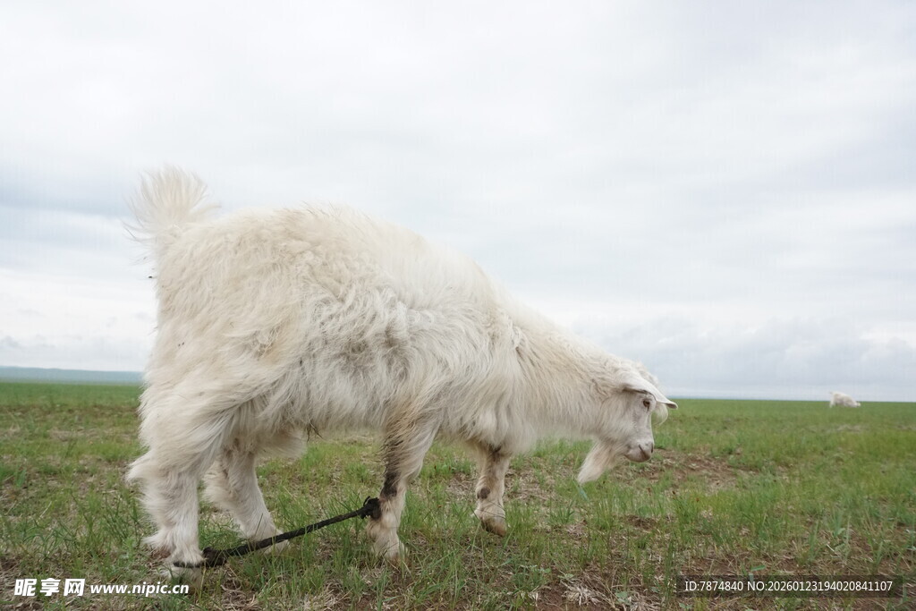草原上低头吃草的白山羊
