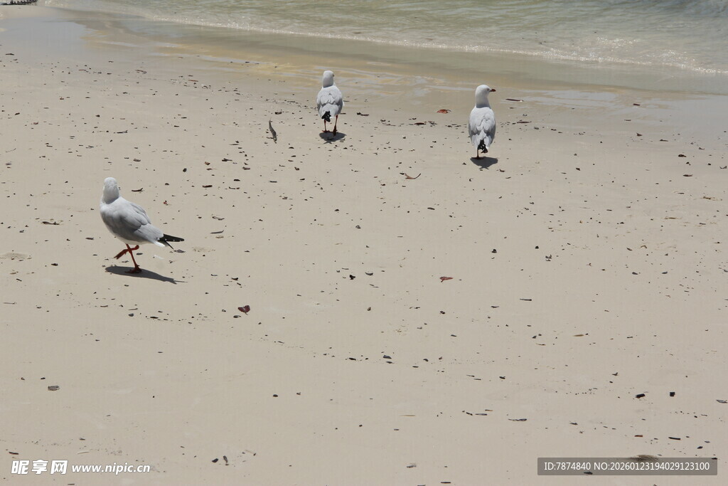 沙滩上漫步的几只海鸥